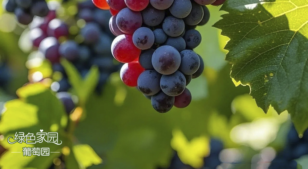 綠色家園葡萄園